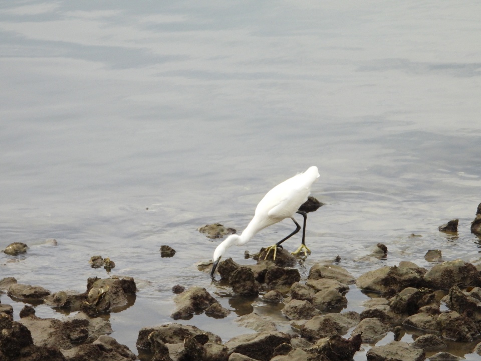 Portugal (-  -). Foto van Kleine Zilverreiger.